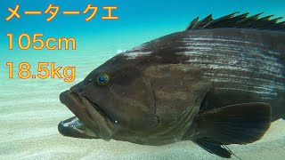 【魚突き】決戦！！巨大クエとの戦い