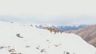 雪山に野生クチジロジカの群れ　四川省カンゼ・チベット族自治州