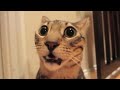 Cats Scared Of Farts Compilation