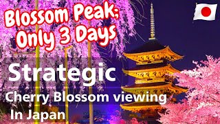 How You Should Plan Your Cherry Blossom Viewing Trip To Kyoto Japan Guide