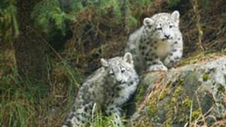 Snow Leopard KITTENS!