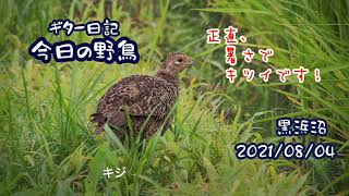 ギター日記　今日の野鳥　・　黒浜沼　2021年8月4日