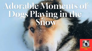 Adorable Moments of Dogs Playing in the Snow #SnowDogs #CuteDogs #funnydogs