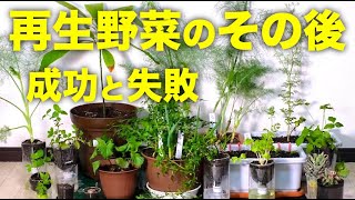 【再生野菜】野菜の再生栽培は育ったのか？成功？失敗？【リボベジ】