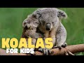 Koalas for Kids | Learn all about these sleepy marsupials