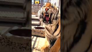 Mengerikan ❗Beginilah suara harimau mengaum 😱🐯 bergema sampai dalam dada #subscribe #viral #animals