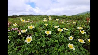 8K HDR 北海道 大雪山旭岳の花園 Hokkaido, Wild Flowers at Daisetsuzan Asahidake