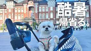 【2023夏帰省vlog#1】酷暑の中、実家に帰省するマルペキの犬 / マルチーズ×ペキニーズ