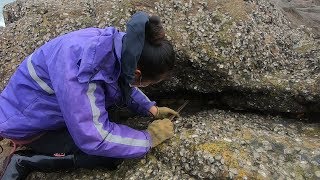 没人来的海岛石洞躲了不少海货，渔妹专挑贵的抓，全打包带回去