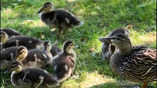 Mallard ducklings eating well パクパク食べるマガモの雛