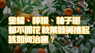 金橘、檸檬、柚子樹都不開花 枝葉發黃捲起 該如何治療？