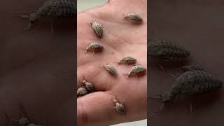 how does antlion - myrmeleon walk backwards | doodlebug - myrmeleontidae