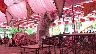 齊神宮龍獅體育會 Chee Seng Kong Lion Dance Traditional Performance at Sheng Lian Gong 21 July 2019