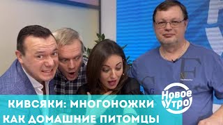 Кивсяки: многоножки как домашние питомцы