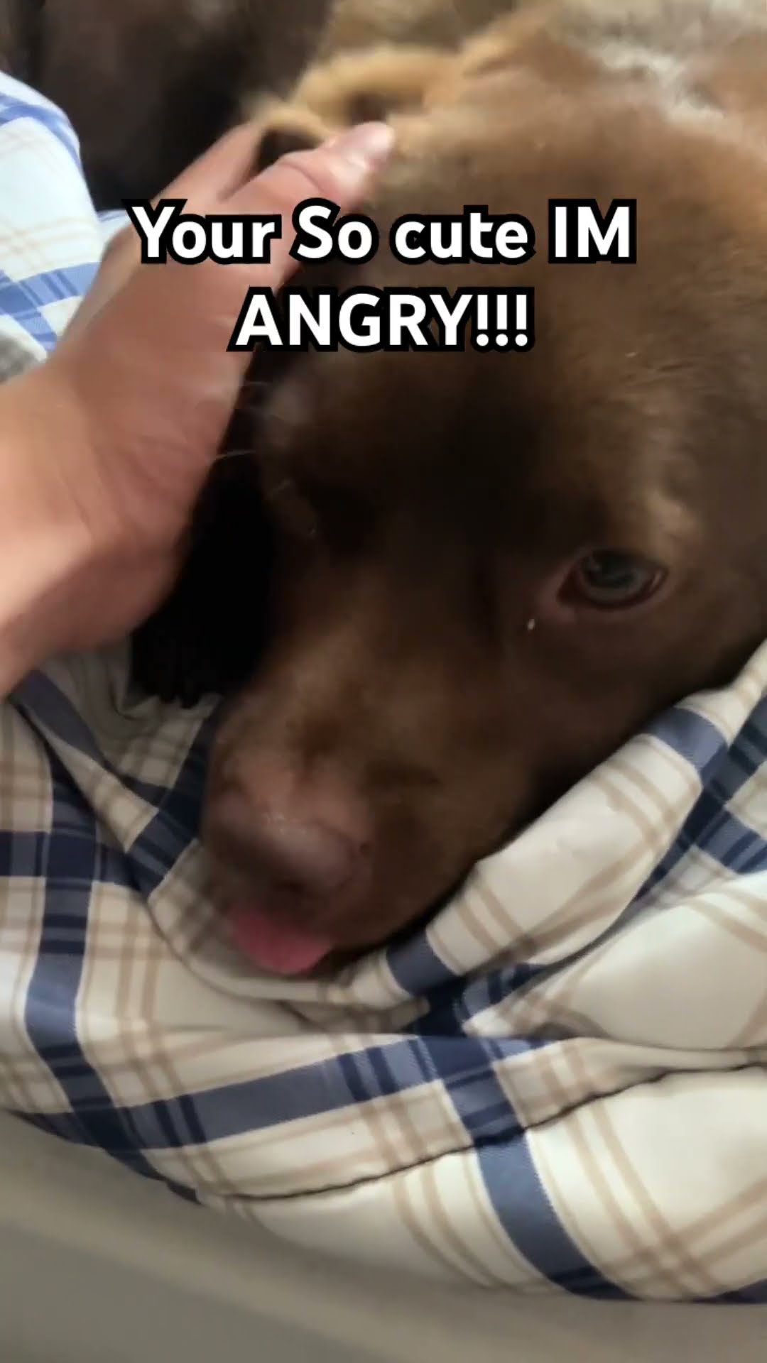 So Cute Im Angry Dog Memes Funny Pets Cuteness Cutenessoverload