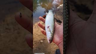 വീണ്ടും ഒരു കണമ്പ് പിടുത്തം  DAILY VLOG 17 #shorts #fishing #fish