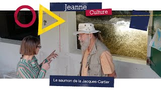 Jeanne Culture: Le saumon de la Jacques-Cartier