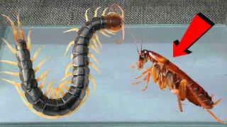 Cockroaches vs Centipede ! Will the Centipede win