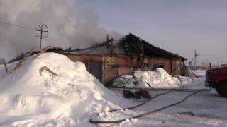 Raw: Piglets Rescued from Russian Farm Fire