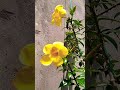 Golden Trumpet vine plant #ytshort #gardening #flowres