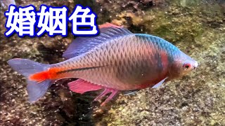 タイリクバラタナゴ 婚姻色で追星ギャンギャン／山梨県立富士湧水の里水族館／大陸薔薇鱮 Rosy bitterling