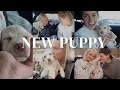 SURPRISE! COME GET A NEW PUPPY WITH US! + a smoothie/movie date night at home