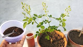 Tea leaves fertilizer for any plants | Best organic fertilizer for any plants