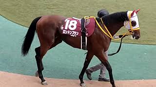 ロンドンプラン　京王杯2歳ステークス　パドック　2022年11月5日　東京競馬場