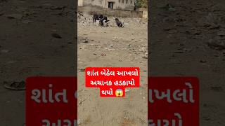 શાંત બેઠેલ આખલો અચાનક હડકાયો થયો 😱 #trending #viral #Reels #funny