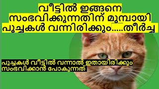 പൂച്ചകൾ വീട്ടിൽ വരുന്നത് വെറുതെയല്ല, ഈ മുന്നറിയിപ്പ് തരാനാണ്... സൂക്ഷിക്കണം #viral