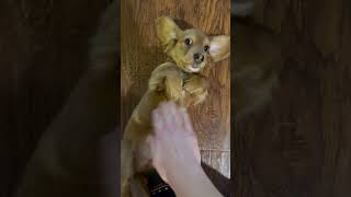 Puppy Obstructs Their Owner's Path to Get Belly Rubs - 1409143