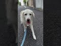 【今朝のシフォン】 shorts ラブラドールレトリバー 盲導犬