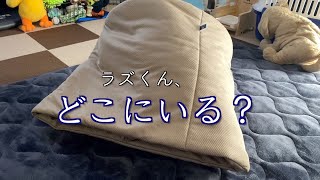 【ラズの日常】潜れるベットがお気に入りなラズくん｜パピヨン犬