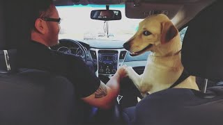 When DOGS And Their HUMAN Are Inseparable 🤣🐶 Best Videos!