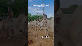 மானம் காக்க வீரம் வேணுமடா💥#shorts #jallikattu #trending