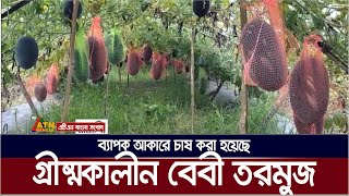 যশোরের বাঘারপাড়ায় ব্যাপক আকারে চাষ করা হয়েছে গ্রীষ্মকালীন বেবী তরমুজ। Baby Tormuj | Baby Watrmelon