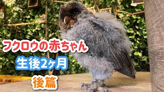 フクロウの赤ちゃんの成長【2ヶ月経過】後篇