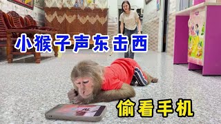 小猴子学会了声东击西，悄悄偷看妈妈的手机，太聪明了