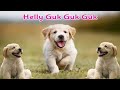 Heli Guk Guk Guk | Anjing Kecil Lucu Berlari Lari | Lagu Anak Indonesia