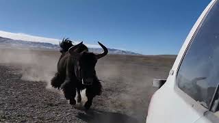 Close call! Wild yak chases patrol team in NW China's Qinghai Province