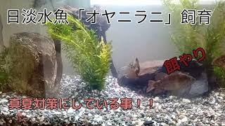 日淡水魚「オヤニラミ」飼育　　　　　　簡単真夏対策