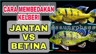 breeding ikan peacockbass-CEK DESKRIPSI LENGKAP #foryou #aquarium #Pbass #ikan #how #short #shorts