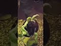 See how turtles swim #funny #viral_shorts #new_shorts #funny_video_2024 #amazing_video #shorts