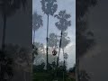 beauty of palm tree