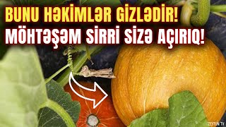 Bunu Həkimlər Gizlədir, Möhtəşəm Sirri Sizə Açırıq! Bu Bitki Süngər Kimi Ciyəri Təmizləyir!