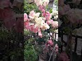 ID Ramvina / Bougainvillea Garden / Flowers Bloom / Rare Collection / Tips  / grafted / grow