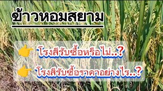 🌾#ข้าวหอมสยาม 💢โรงสีรับซื้อไหม..? รับซื้อราคาเท่าไหร่..?☎️094-1989662