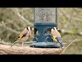 Amazing Bird Sounds: The Life of a Goldfinch حياة طائر الحسون