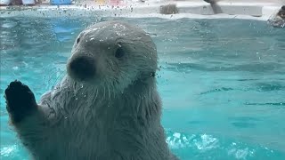 ラッコ　メイちゃんとキラちゃん　ガラスを叩くのが得意です　【鳥羽水族館】Sea otter Mei-chan Kira-chan Toba Aquarium