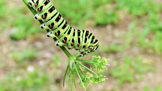 パセリを食べるキアゲハの幼虫